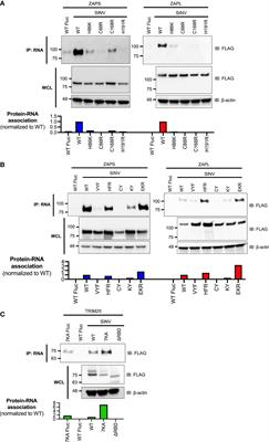 The Role of ZAP and TRIM25 RNA Binding in Restricting Viral Translation